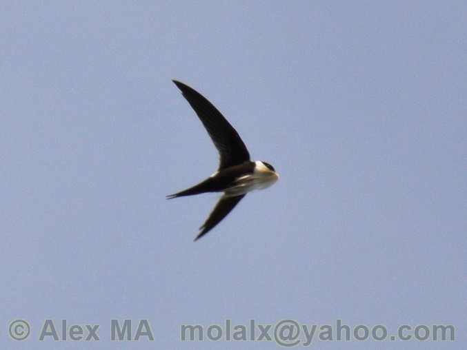 Lesser Swallow-tailed Swift - Alex Molina