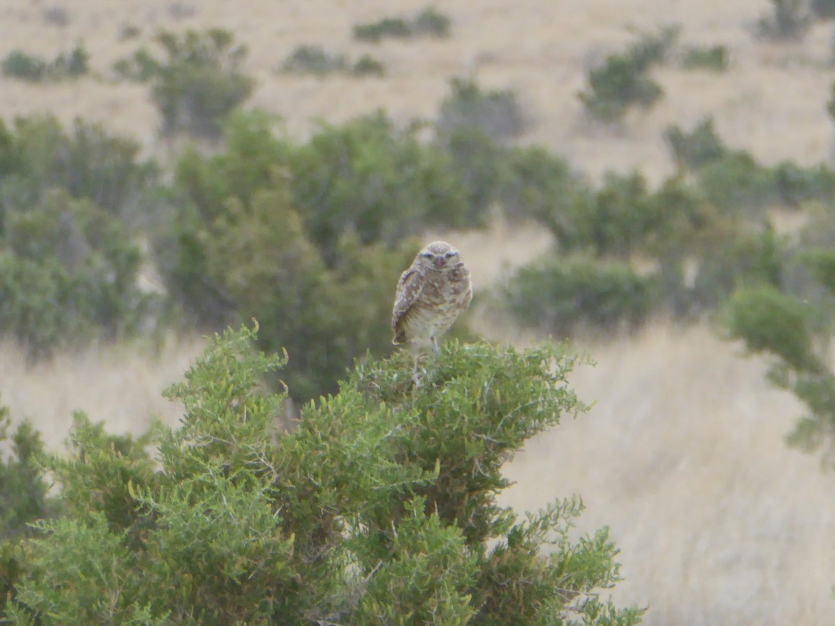 Burrowing Owl - ML248845181