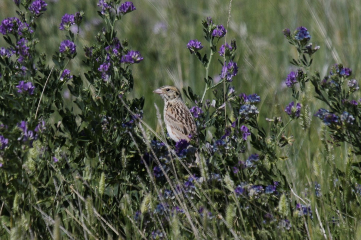 Baird's Sparrow - Doug Kibbe