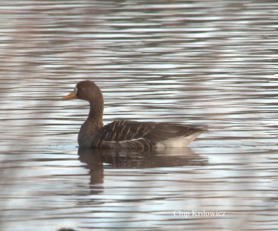 Greater White-fronted Goose - Chip Krilowicz