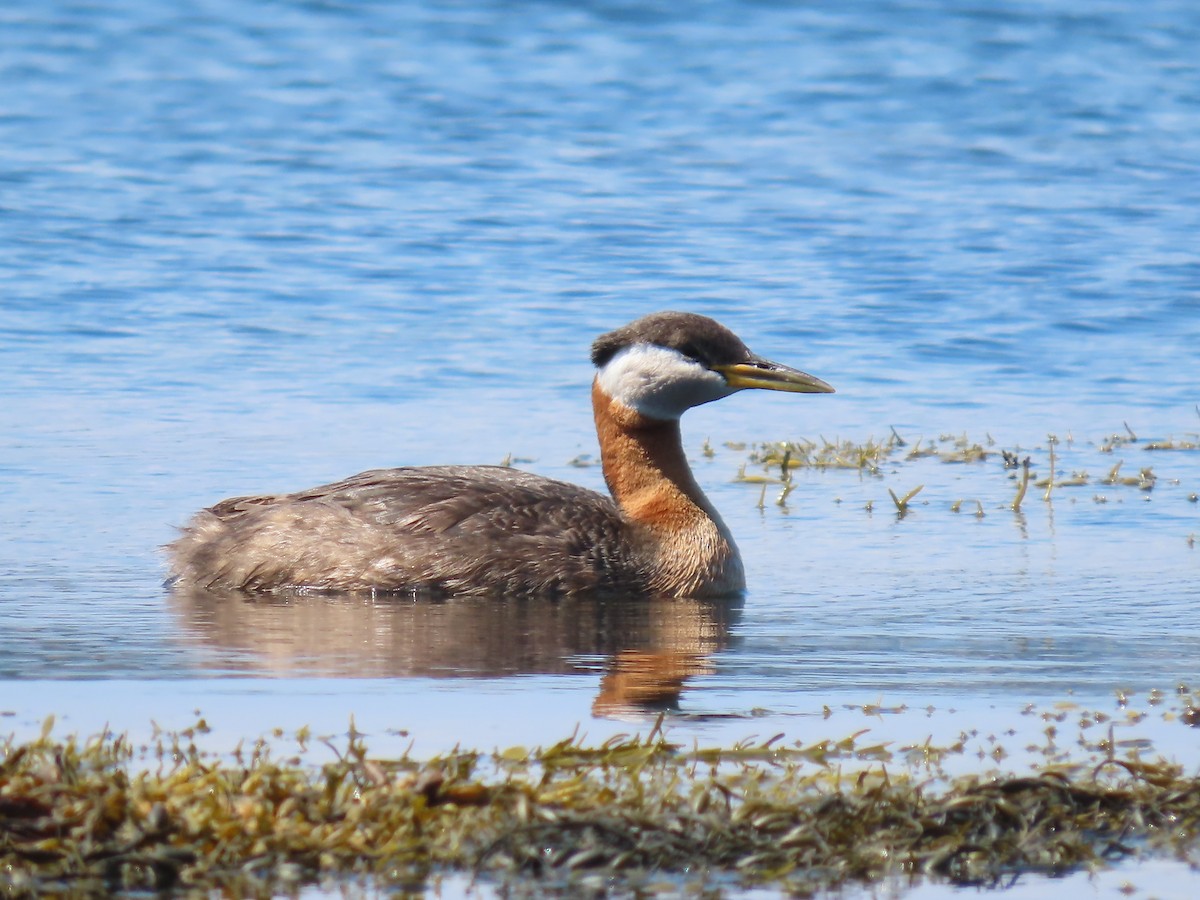 Red-necked Grebe - ML248856341