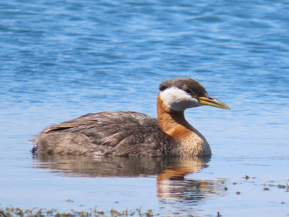 Red-necked Grebe - ML248856411