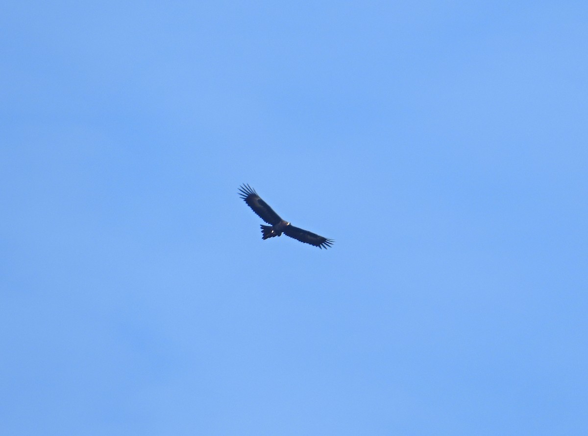 Wedge-tailed Eagle - ML248860121