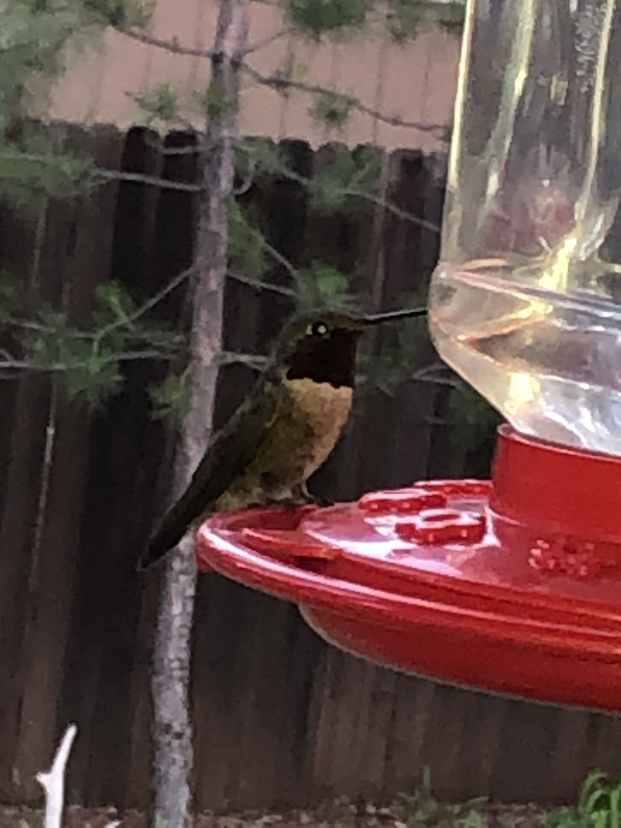 Broad-tailed Hummingbird - ML248861581
