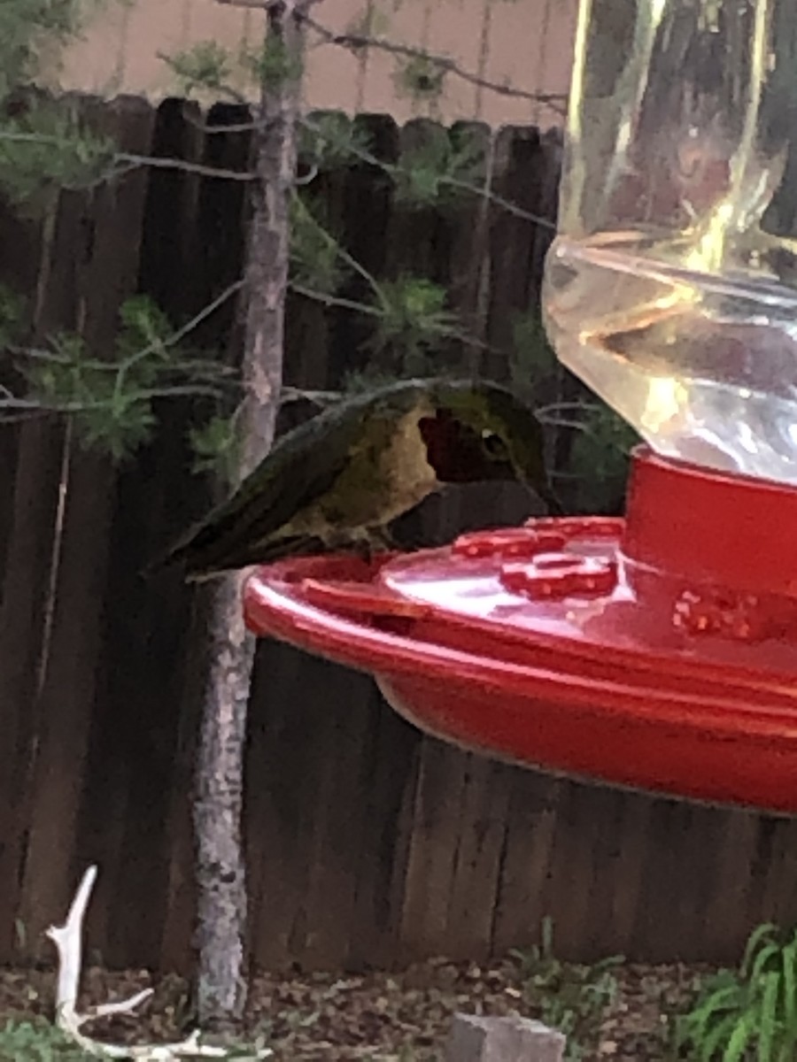 Broad-tailed Hummingbird - ML248861601