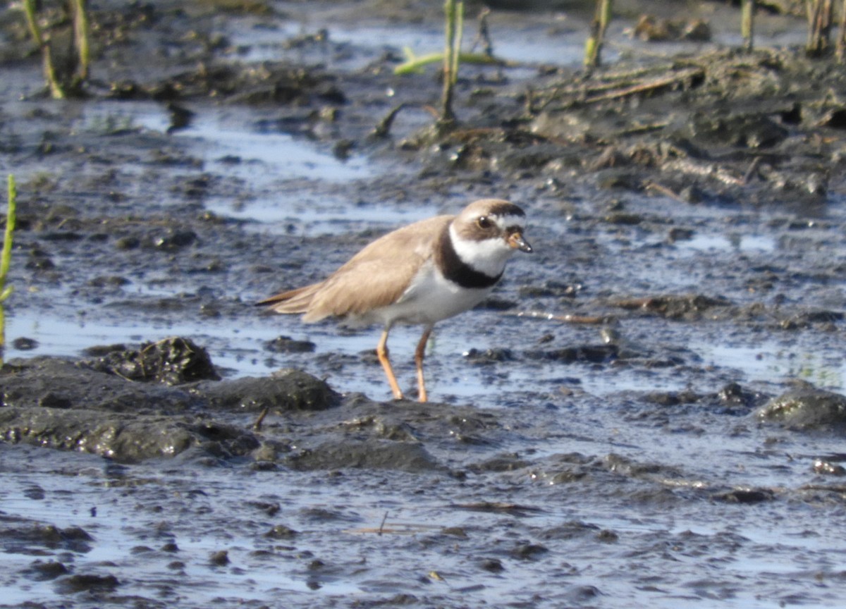 Semipalmated Plover - ML248867561