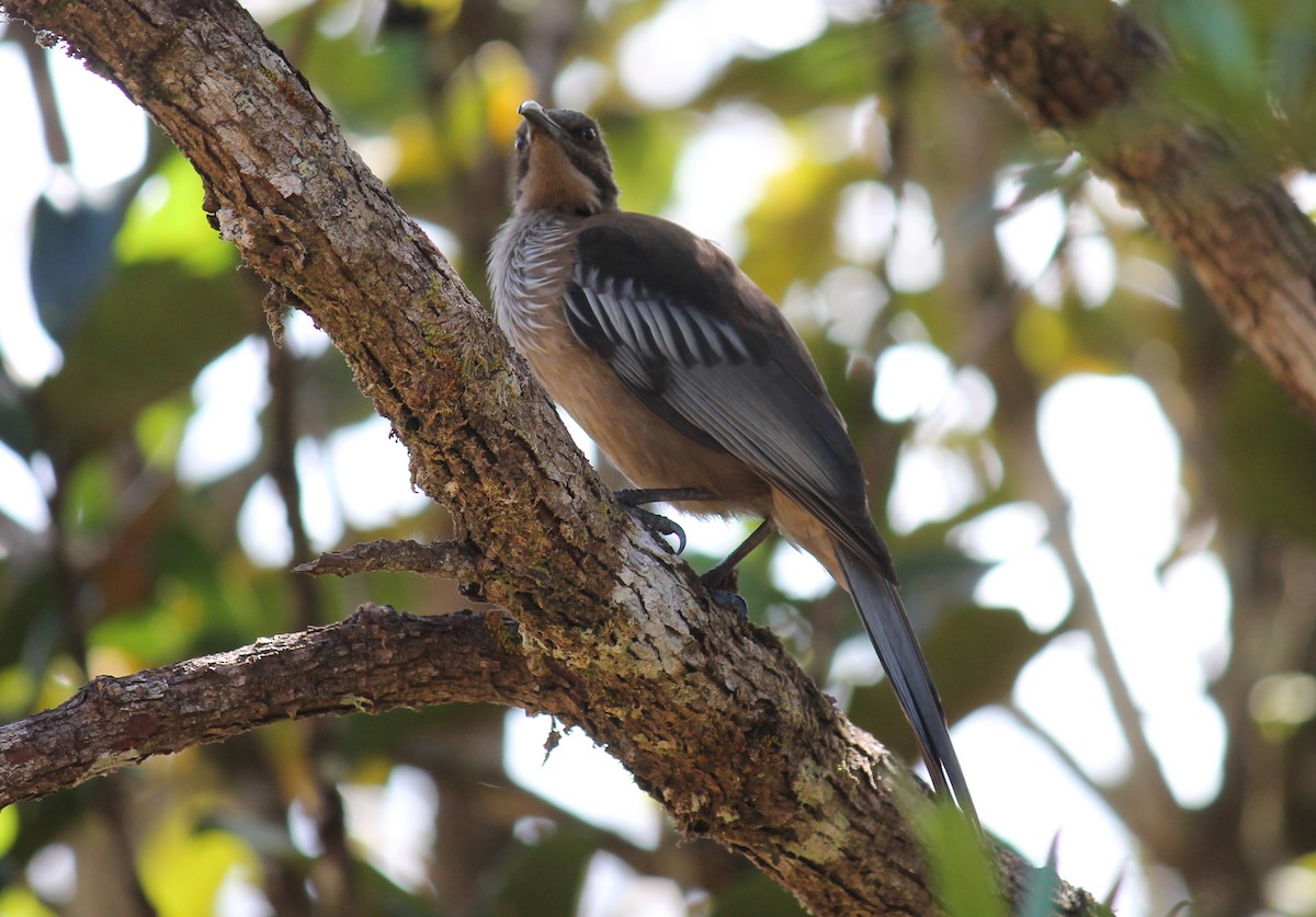 New Caledonian Friarbird - ML248868731