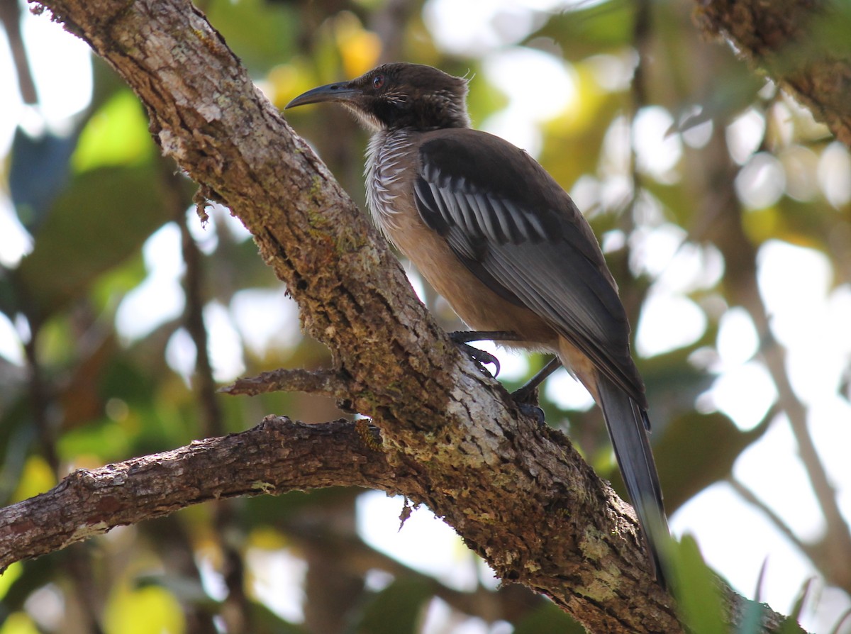 New Caledonian Friarbird - Stephan Lorenz