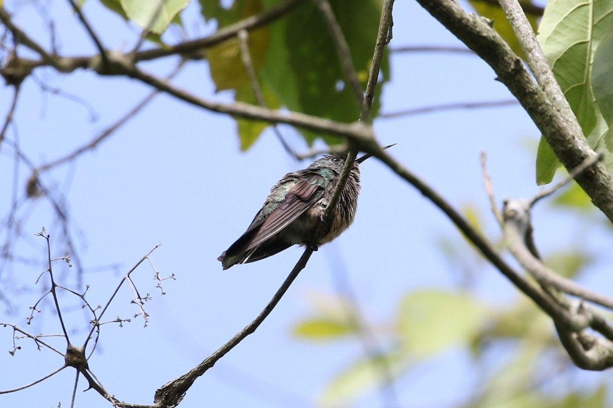 Scaly-breasted Hummingbird - John and Milena Beer