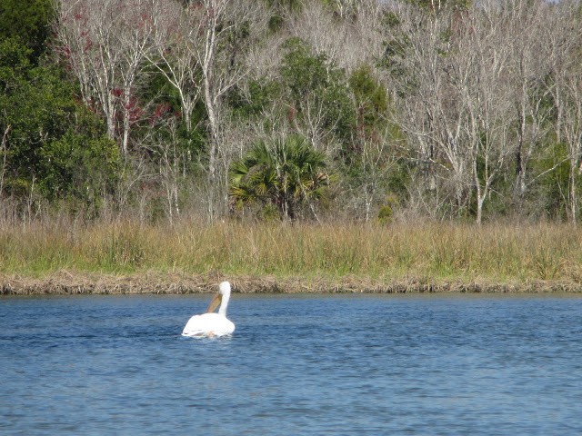 American White Pelican - ML24887091