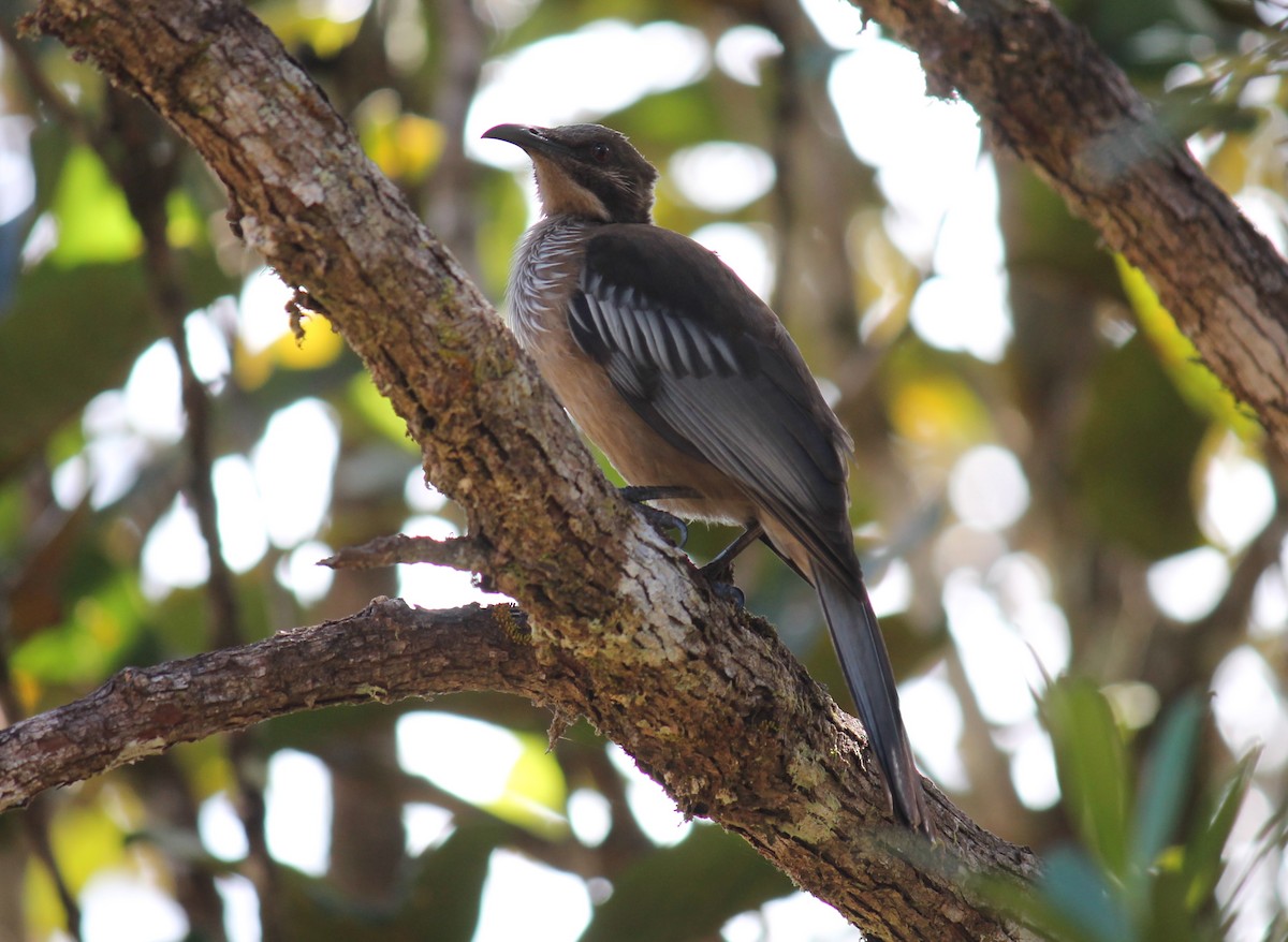 New Caledonian Friarbird - ML248872311