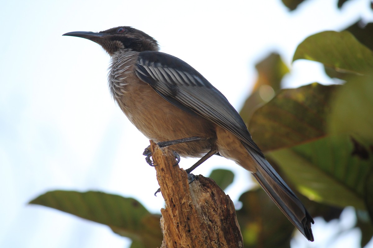 New Caledonian Friarbird - ML248874391