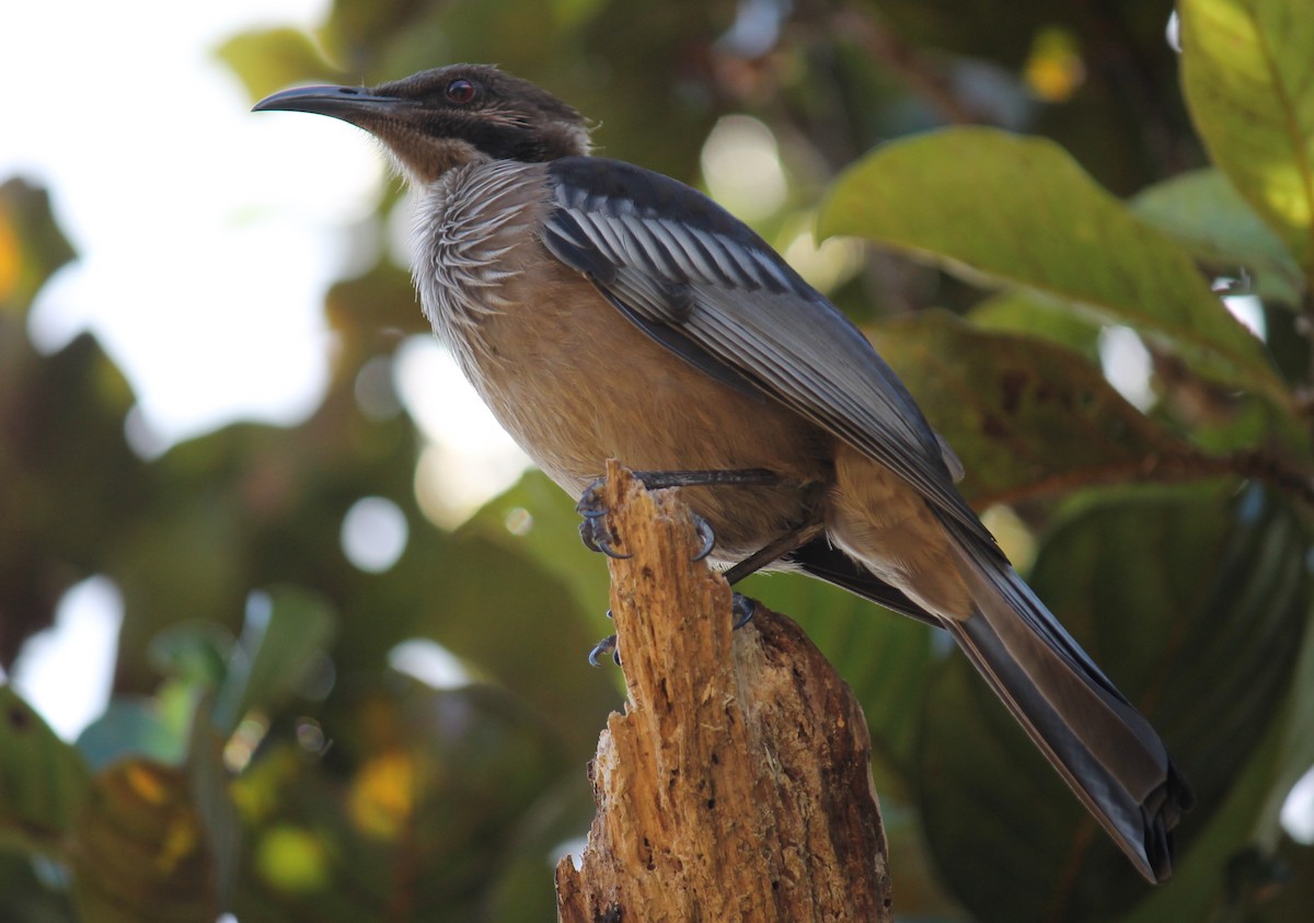 New Caledonian Friarbird - ML248874441