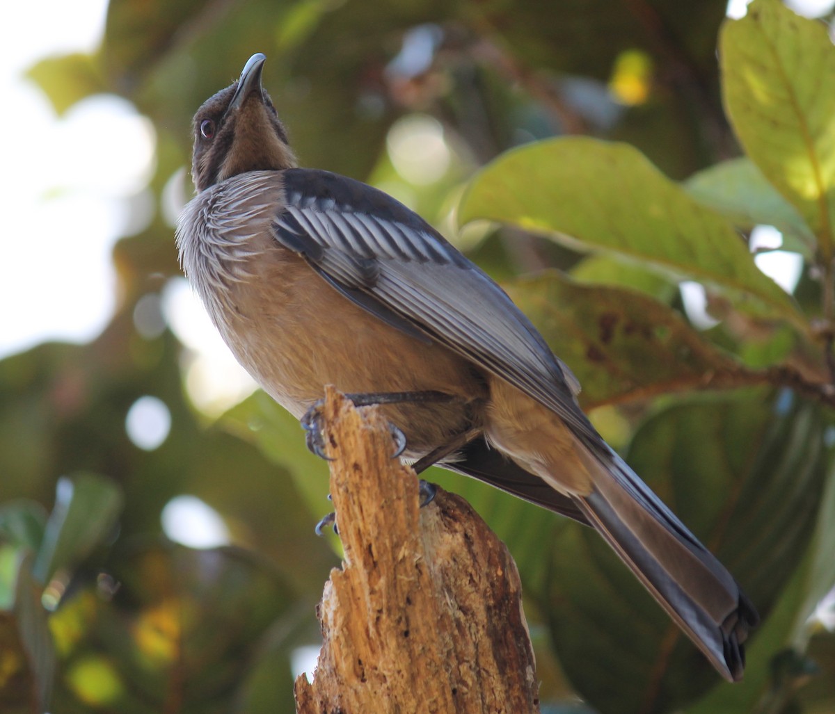 New Caledonian Friarbird - Stephan Lorenz
