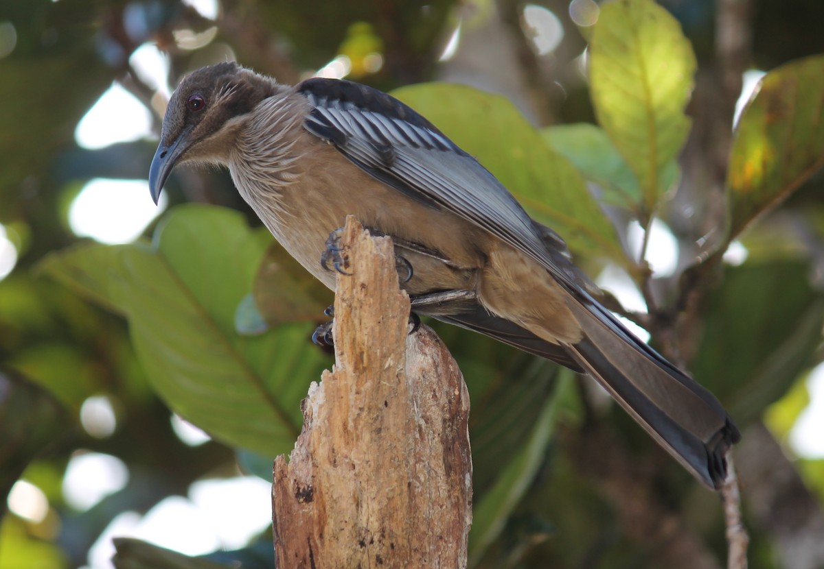 New Caledonian Friarbird - ML248874631