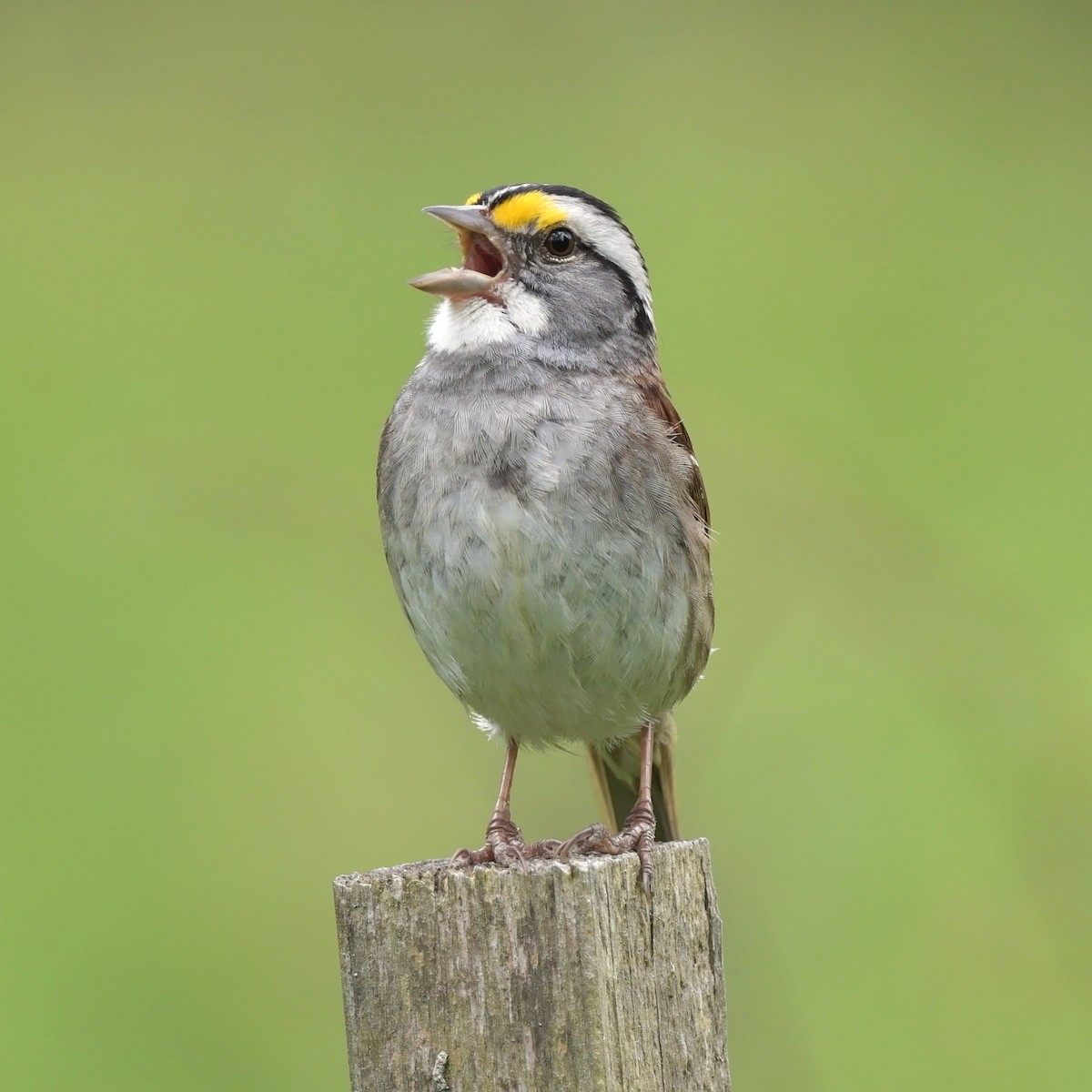 White-throated Sparrow - Peter Hawrylyshyn