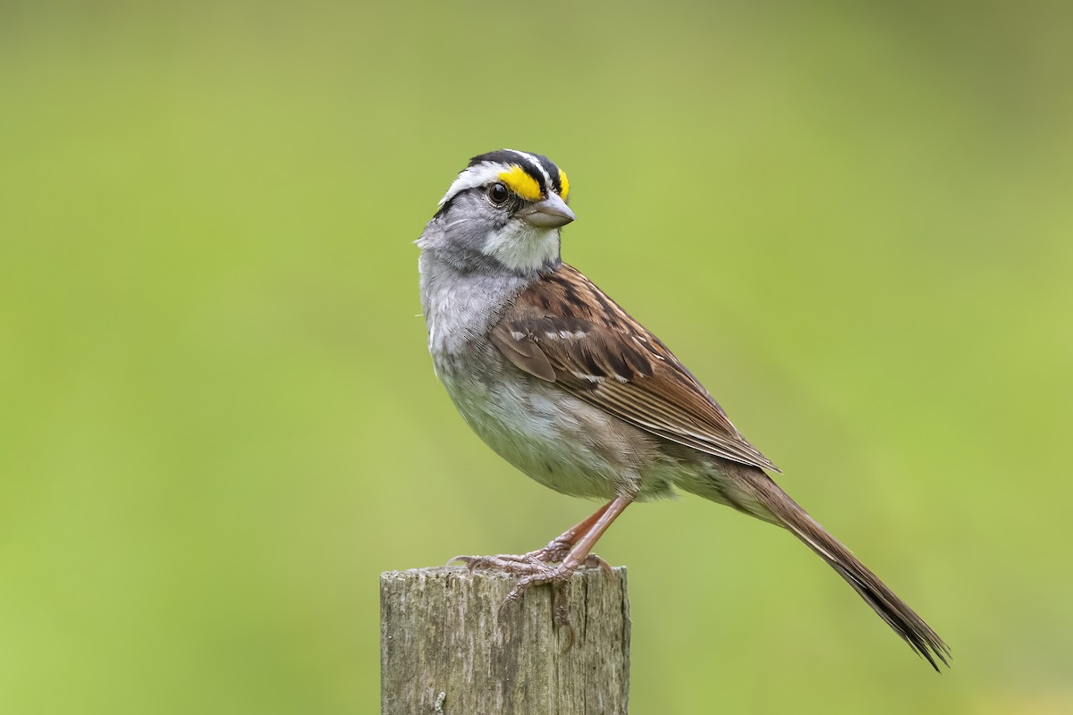White-throated Sparrow - ML248879141