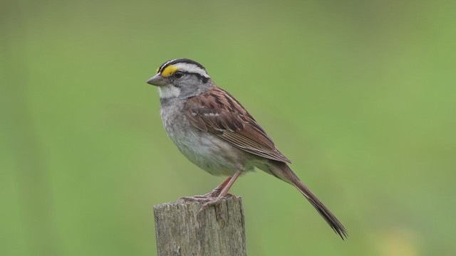White-throated Sparrow - ML248879401