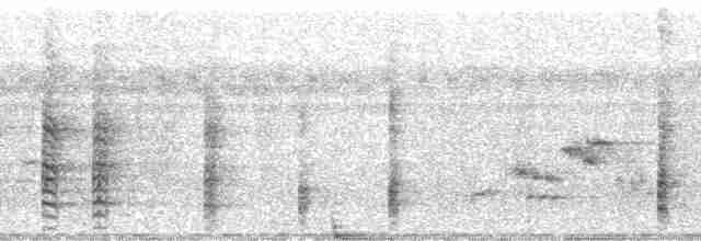 אנפית גמדית (אפריקנית) - ML24888