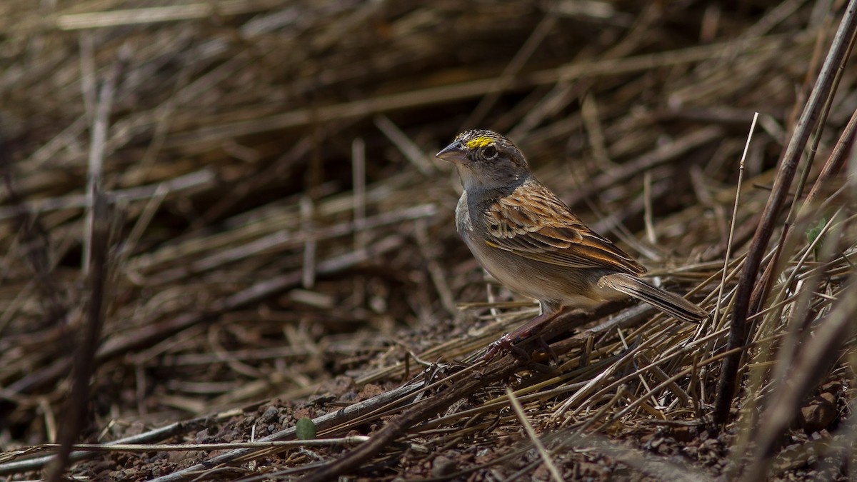 Grassland Sparrow - ML248881361