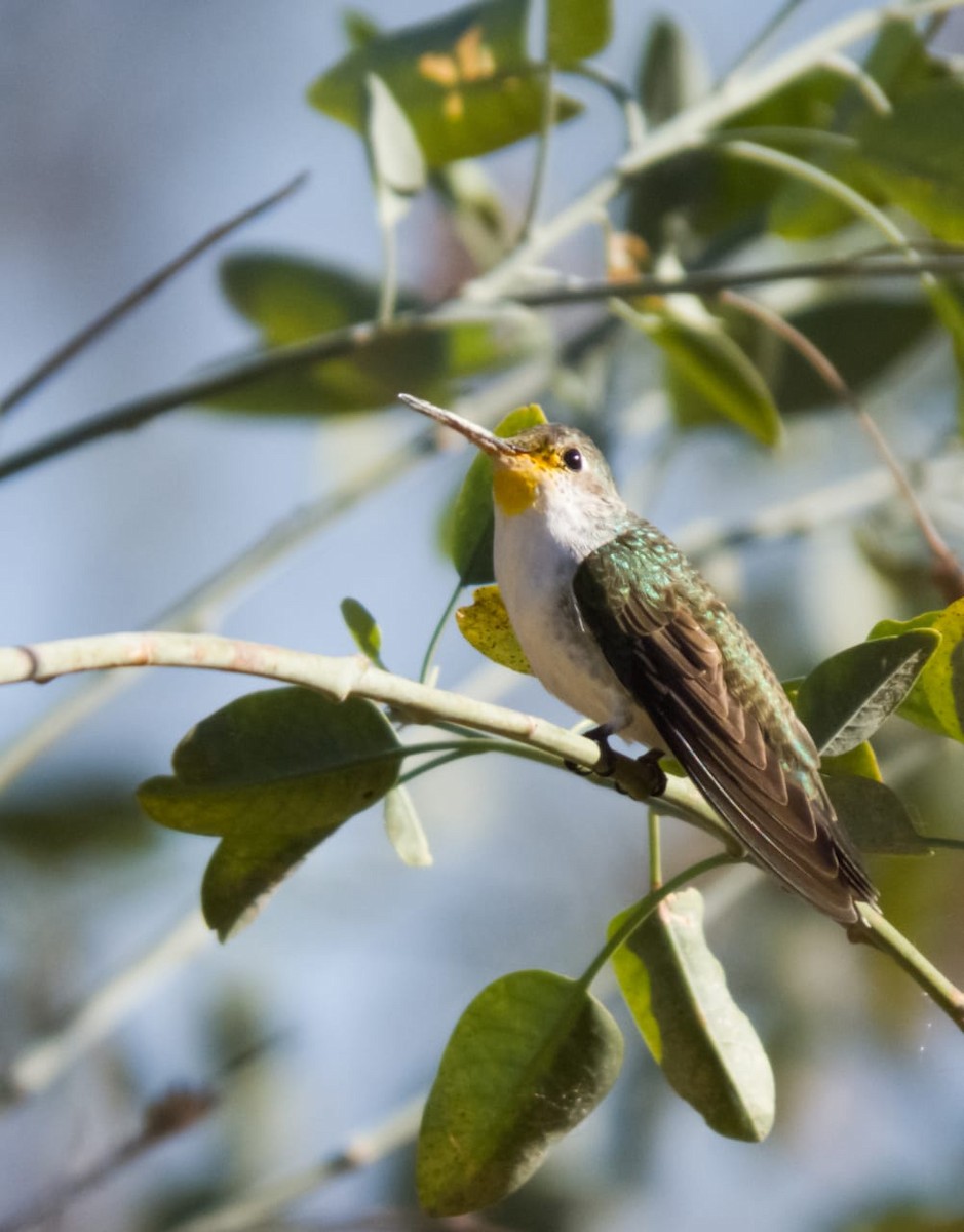 White-bellied Hummingbird - Cesar Augusto Pizarro Rios