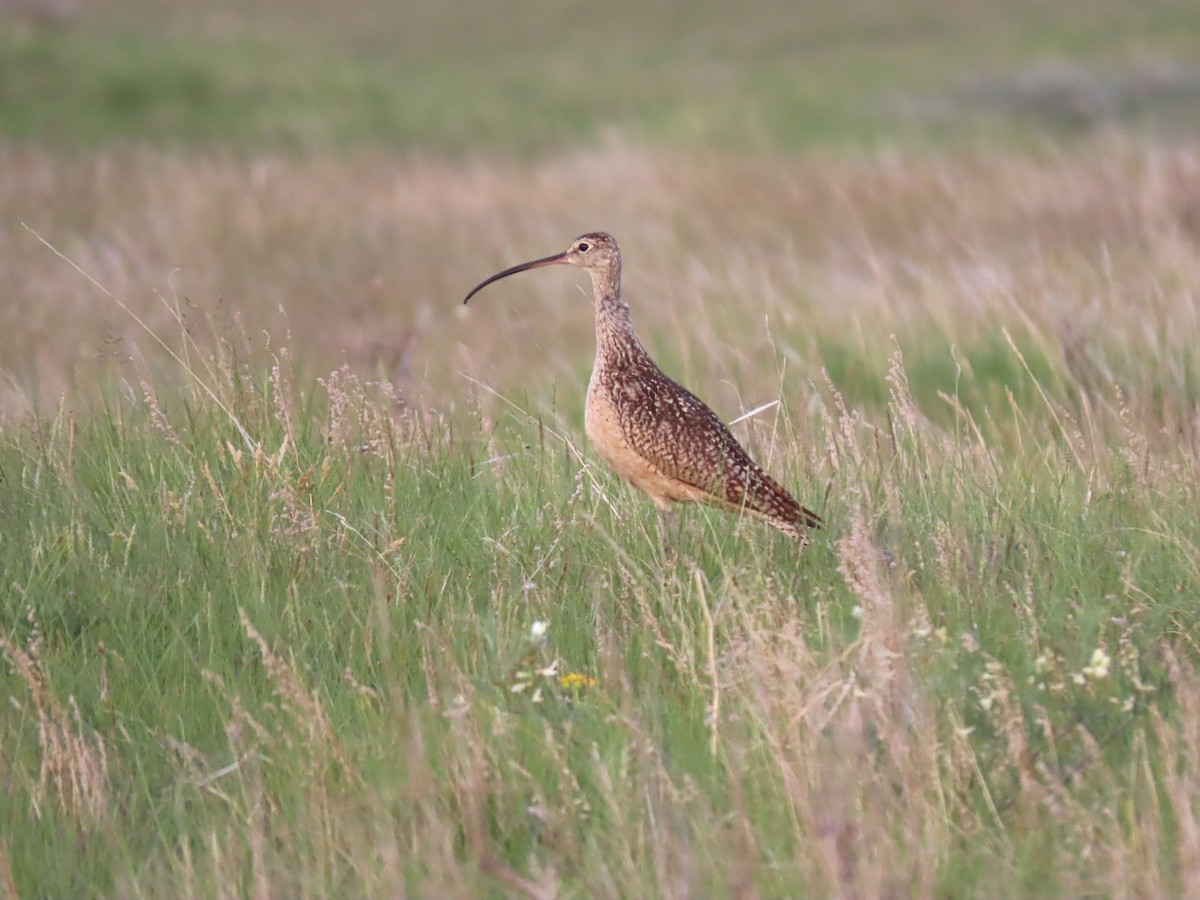 Long-billed Curlew - ML248887261