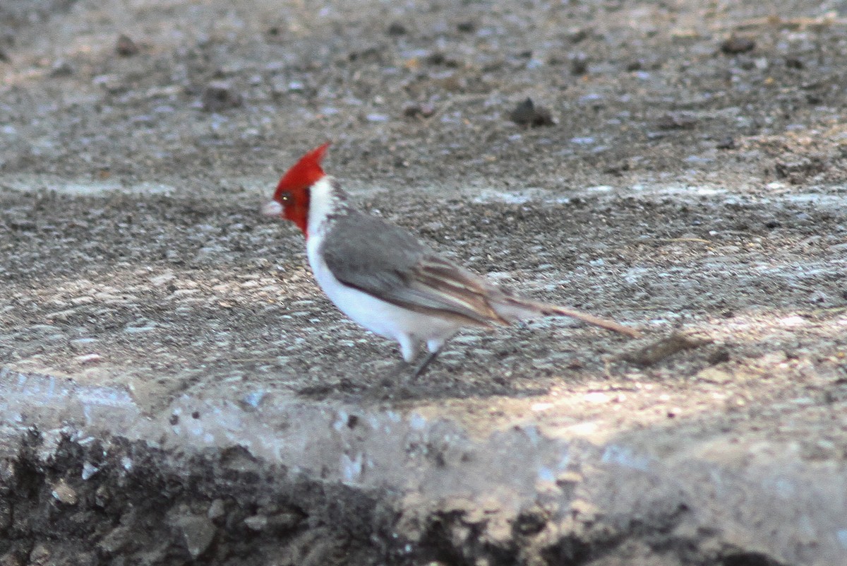 Red-crested Cardinal - ML24888961