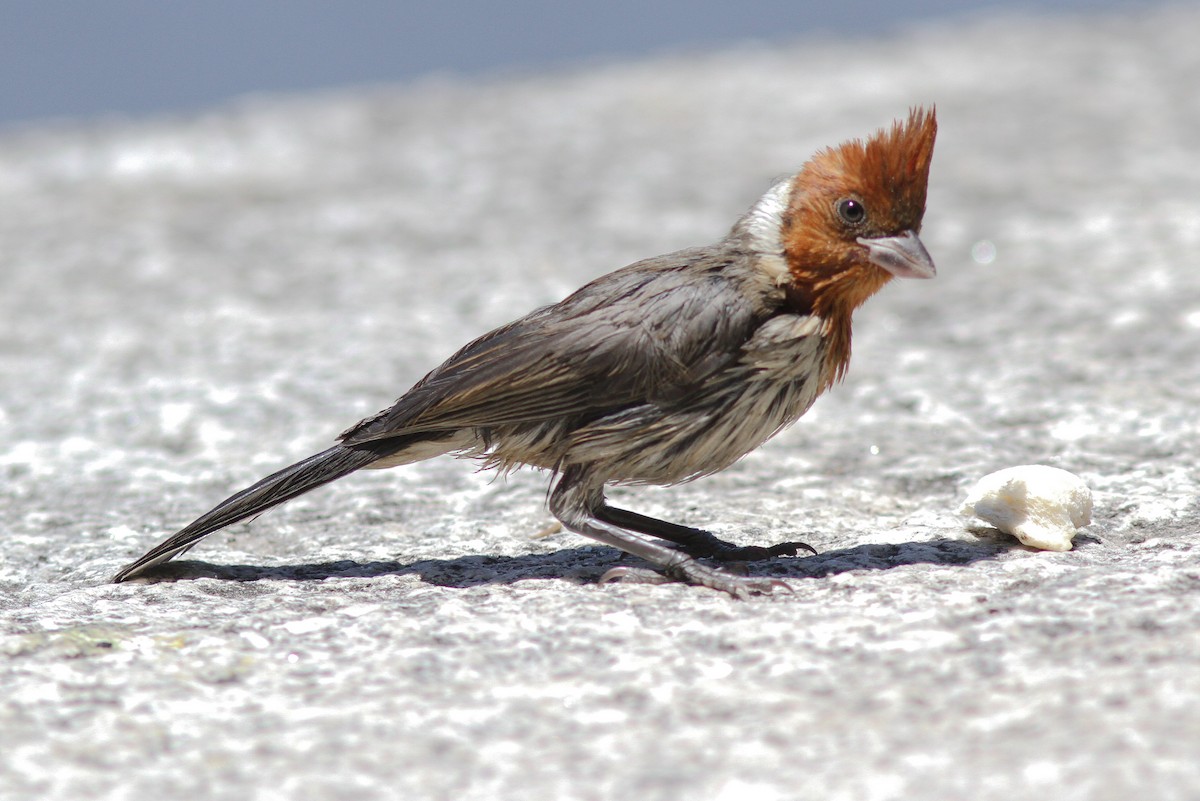 Red-crested Cardinal - ML24888981
