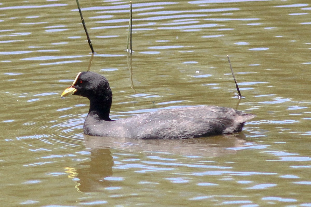 Red-gartered Coot - ML24889011