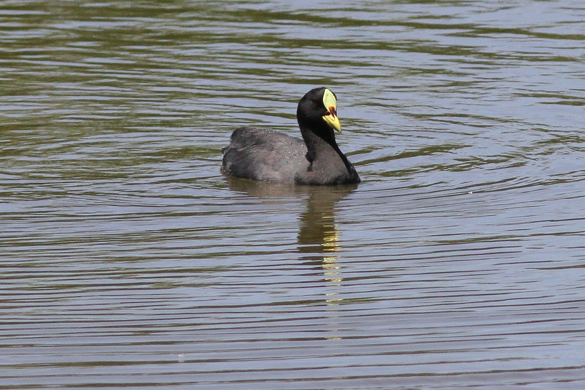 Red-gartered Coot - ML24889021