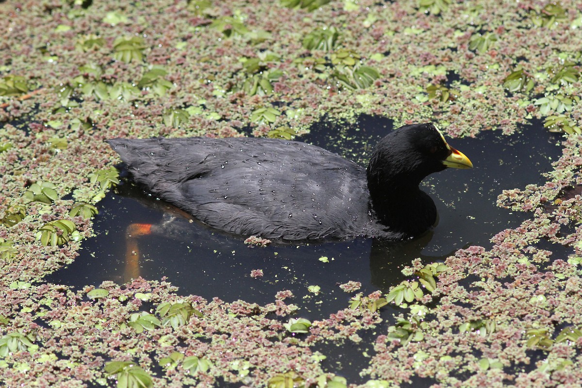 Red-gartered Coot - ML24889041