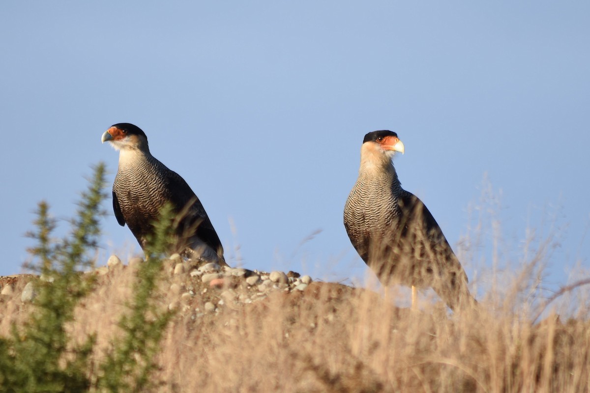 Crested Caracara (Southern) - ML248891961