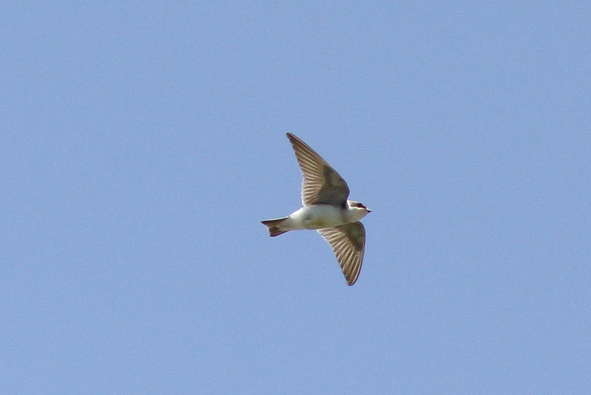 White-rumped Swallow - ML24889221