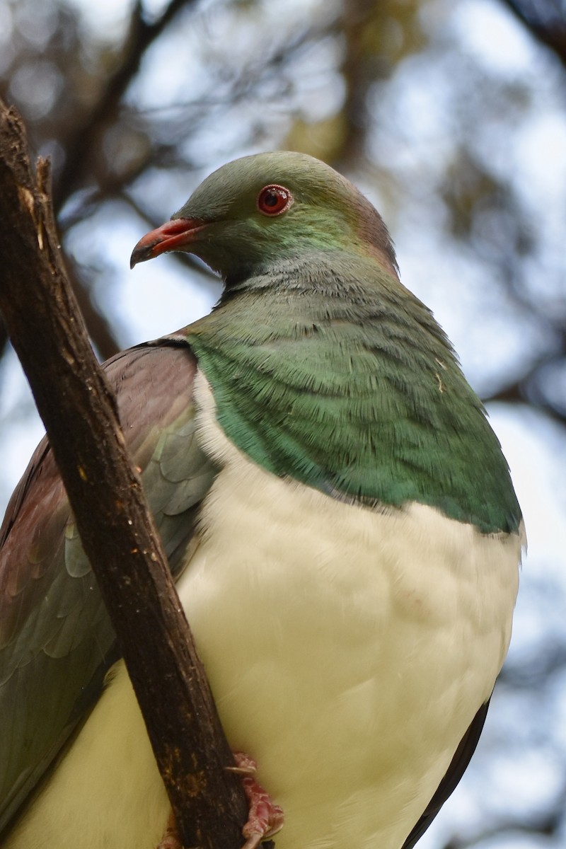 New Zealand Pigeon - ML248892591