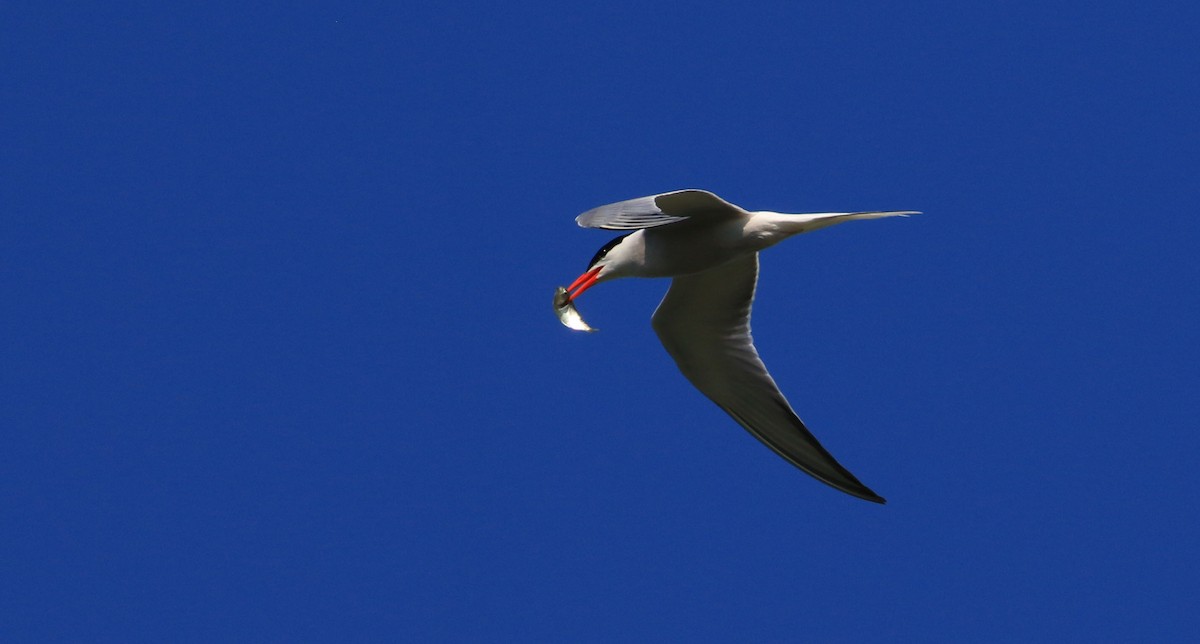Royal Tern - ML248893601