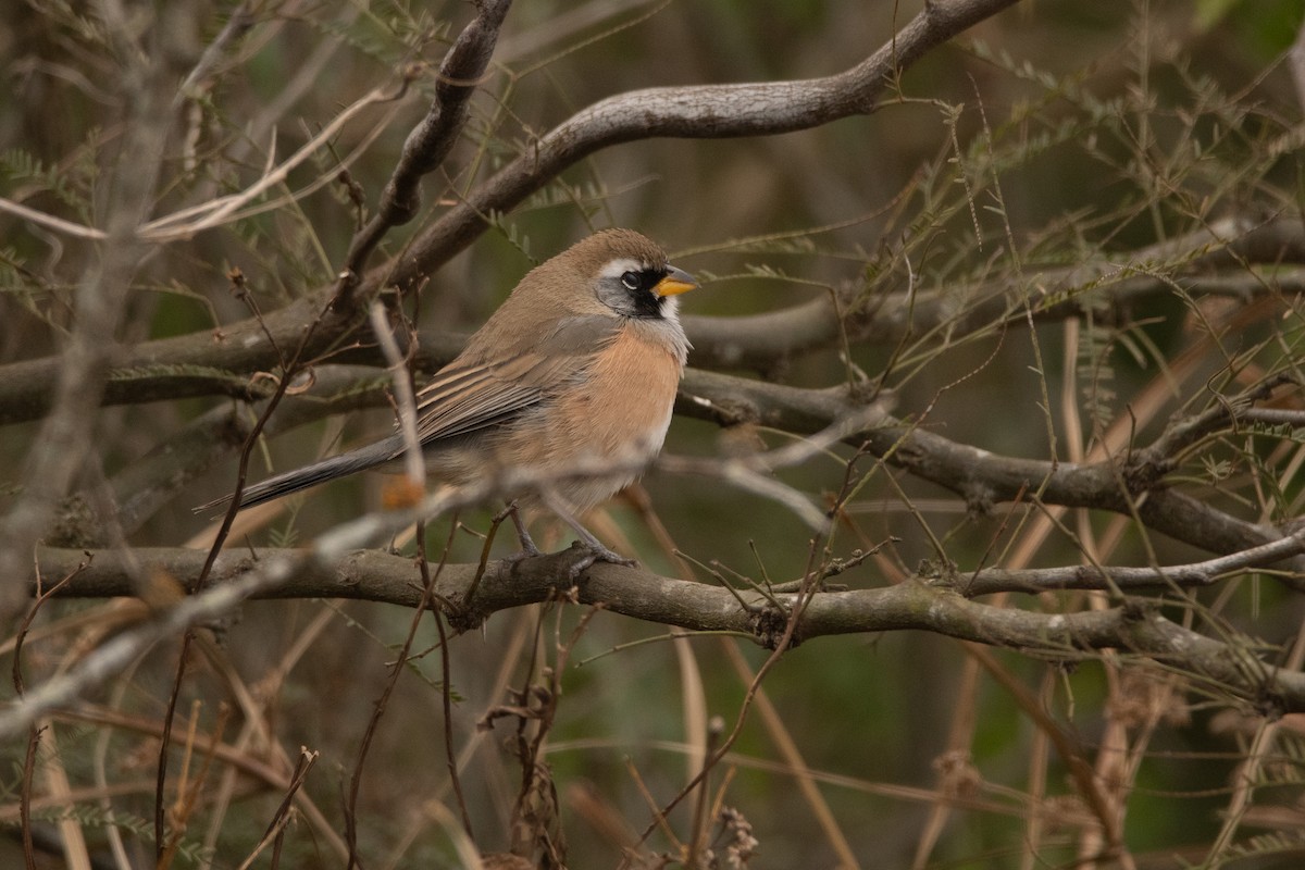 Many-colored Chaco Finch - ML248894291