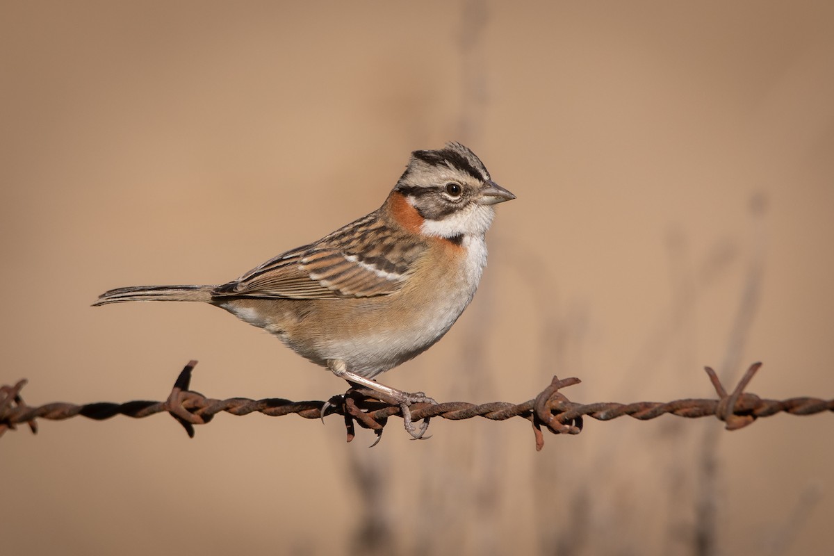 Rufous-collared Sparrow - Pablo Re