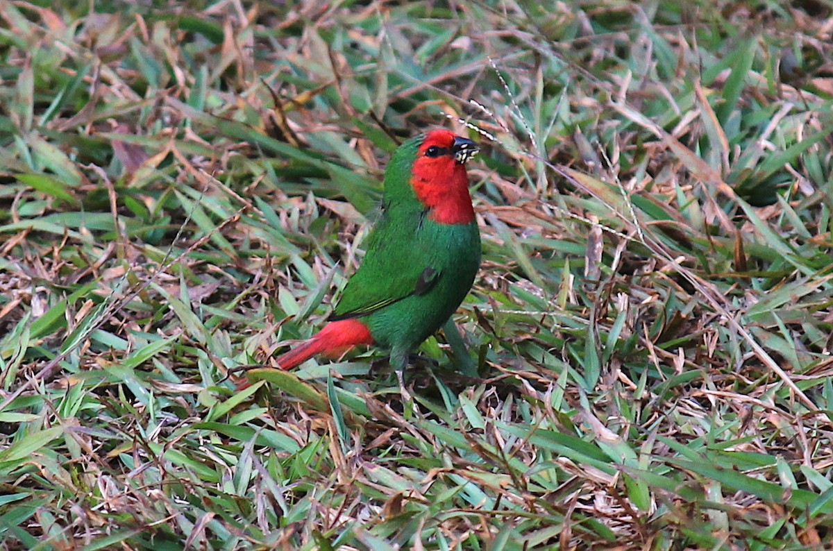 Red-throated Parrotfinch - ML248898531