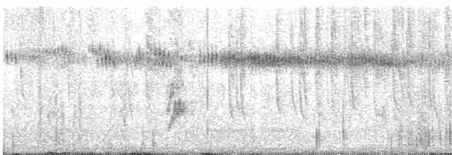 Geniş Kuyruklu Kolibri - ML248898791