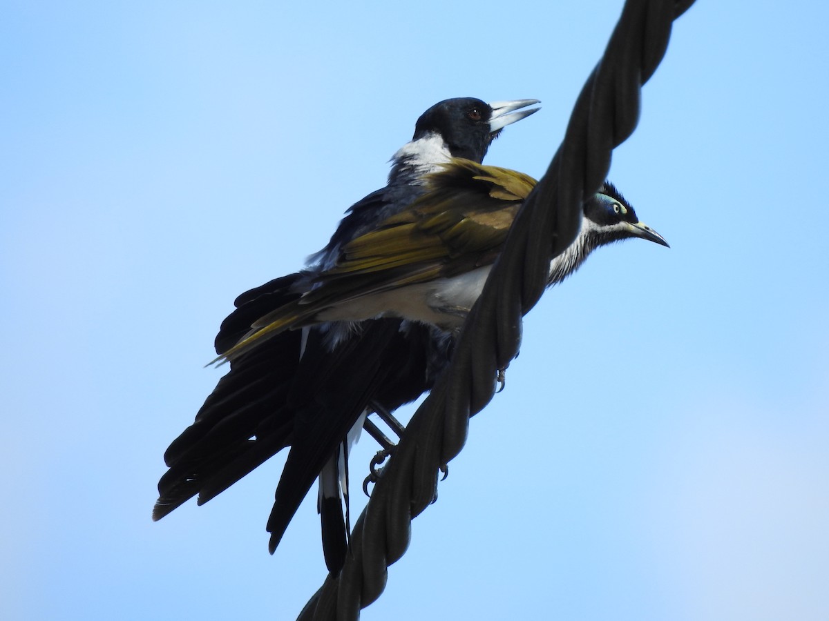 Blue-faced Honeyeater - Kerry Vickers