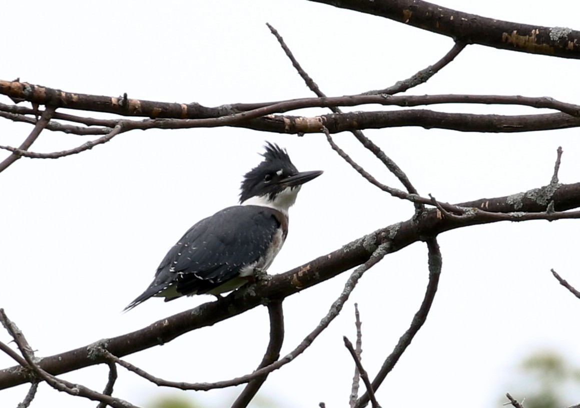 Belted Kingfisher - ML248902541