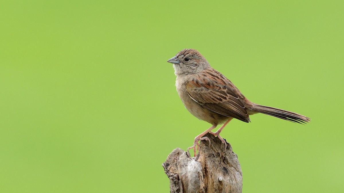Botteri's Sparrow - Miguel Aguilar @birdnomad