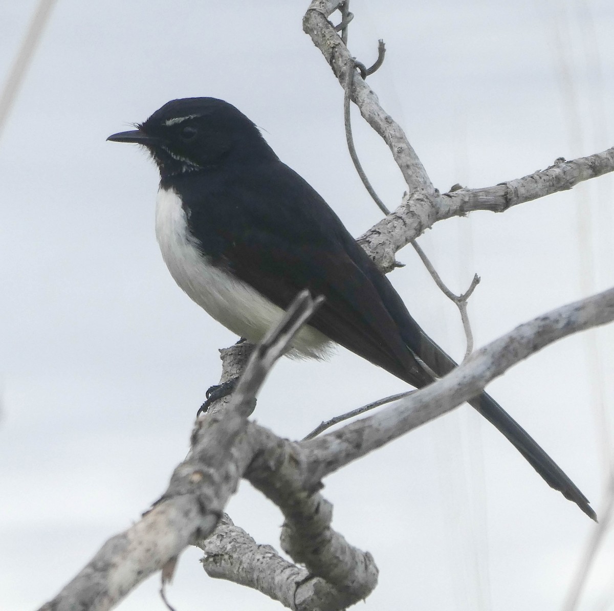 Willie-wagtail - ML248910281