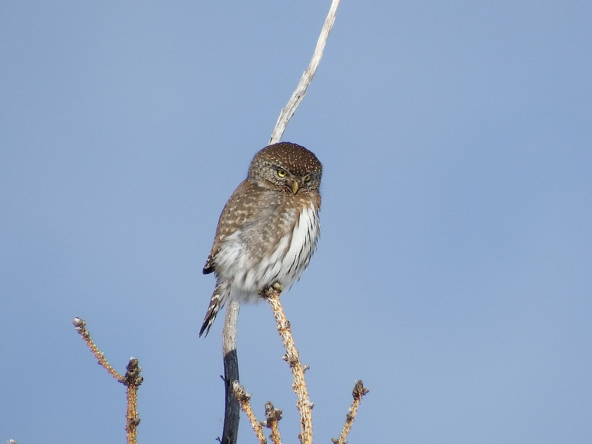 Northern Pygmy-Owl - Jordan Ragsdale