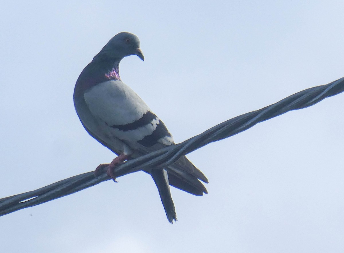 Rock Pigeon (Feral Pigeon) - ML248911801