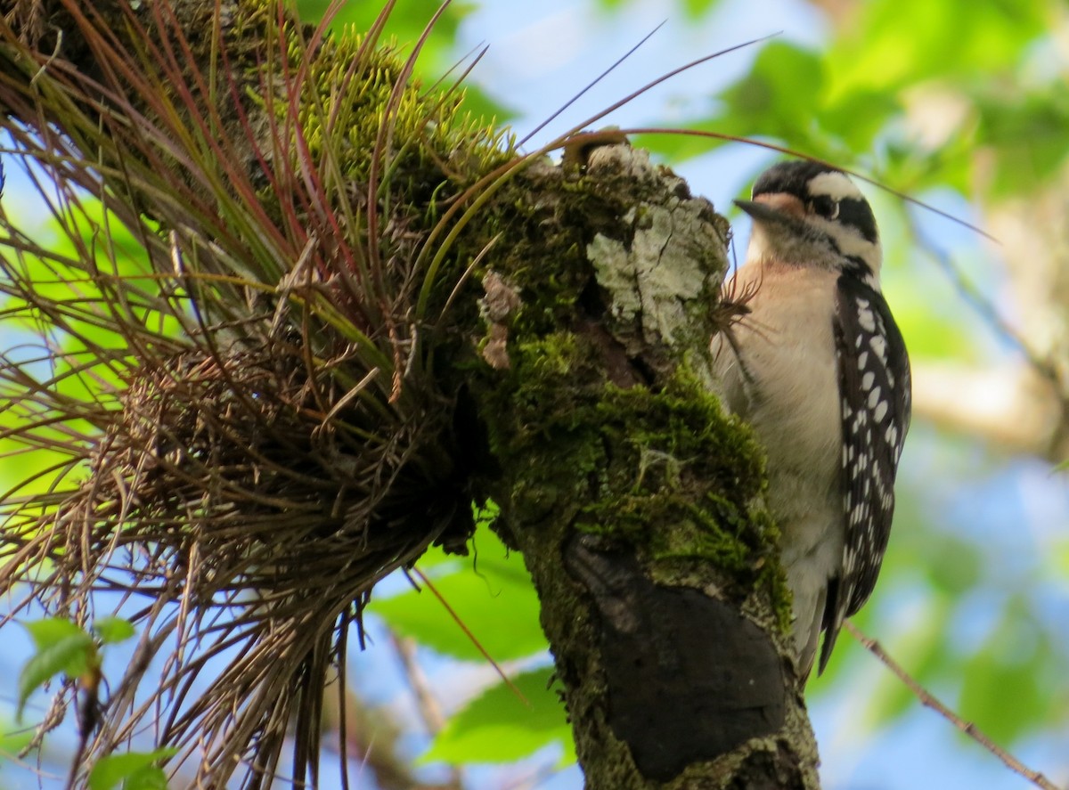 Hairy Woodpecker - Tom Obrock
