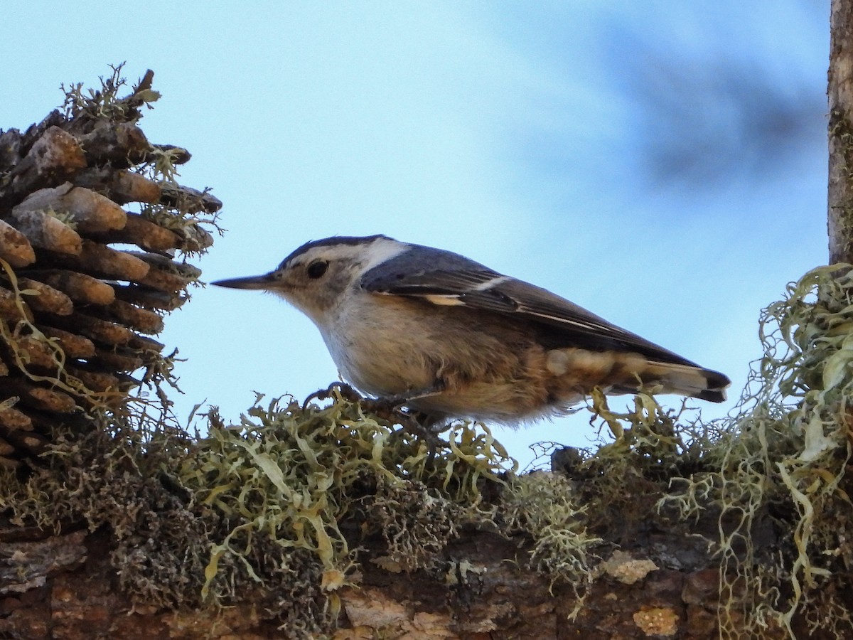 White-breasted Nuthatch - Jeanette Stone