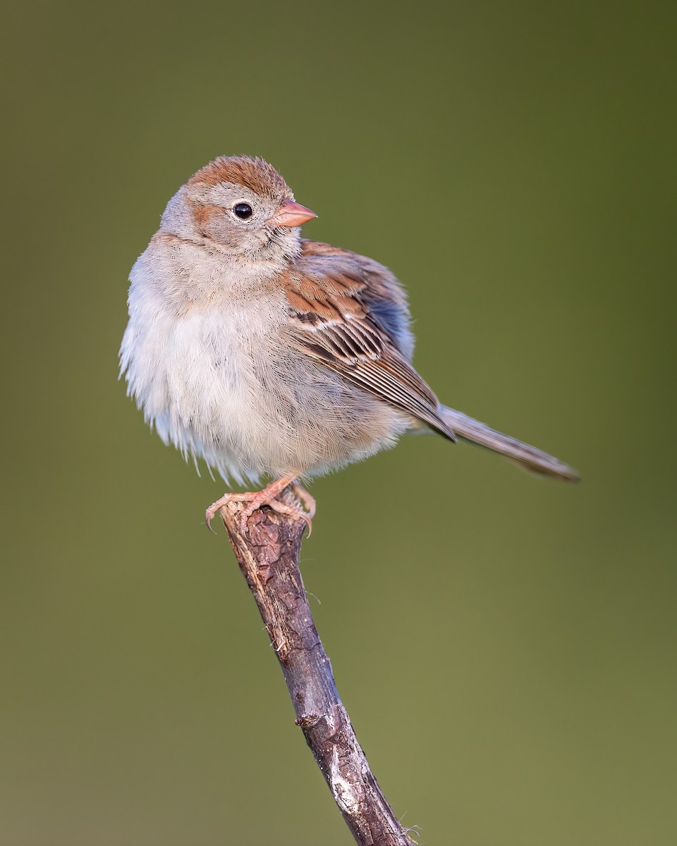 Field Sparrow - Ryan Sanderson