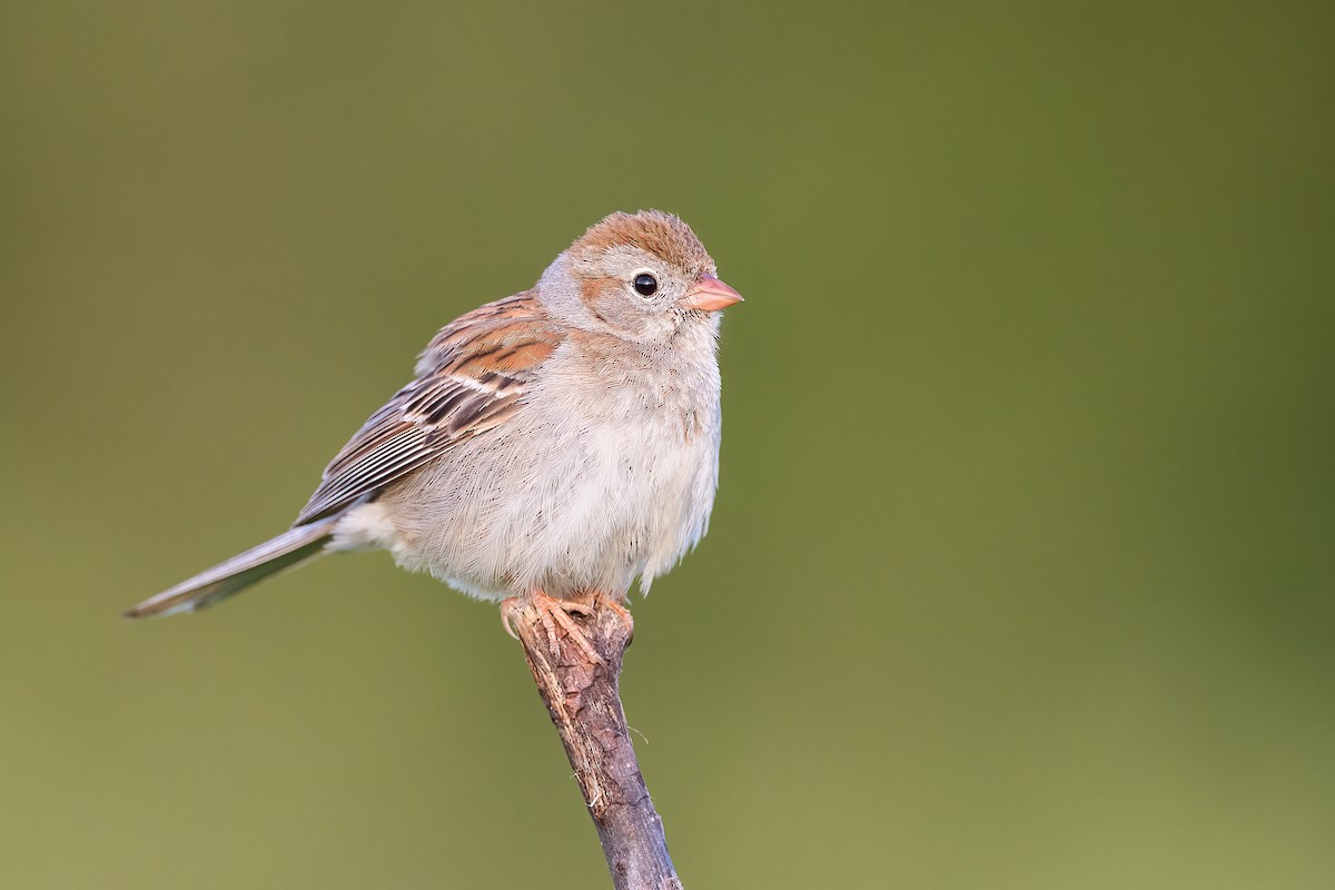 Field Sparrow - ML248917681