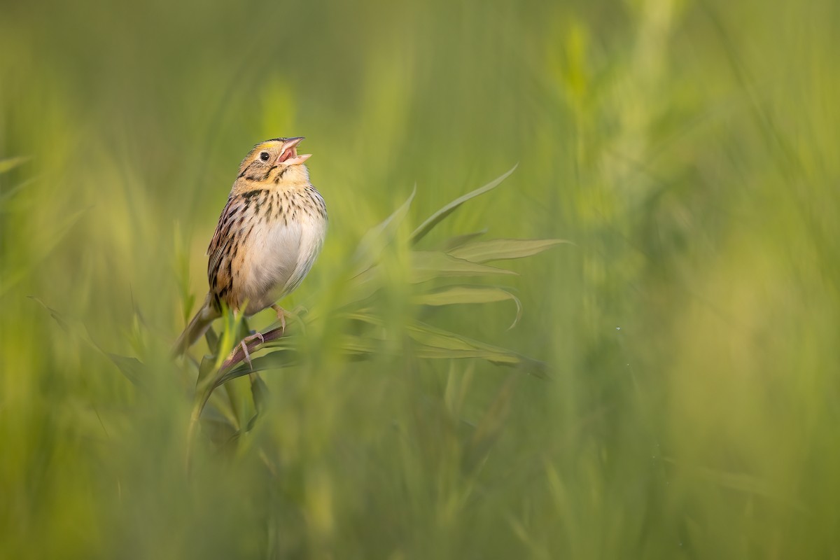 Henslow's Sparrow - Ryan Sanderson